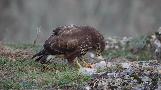 Common Buzzard - ML215821811