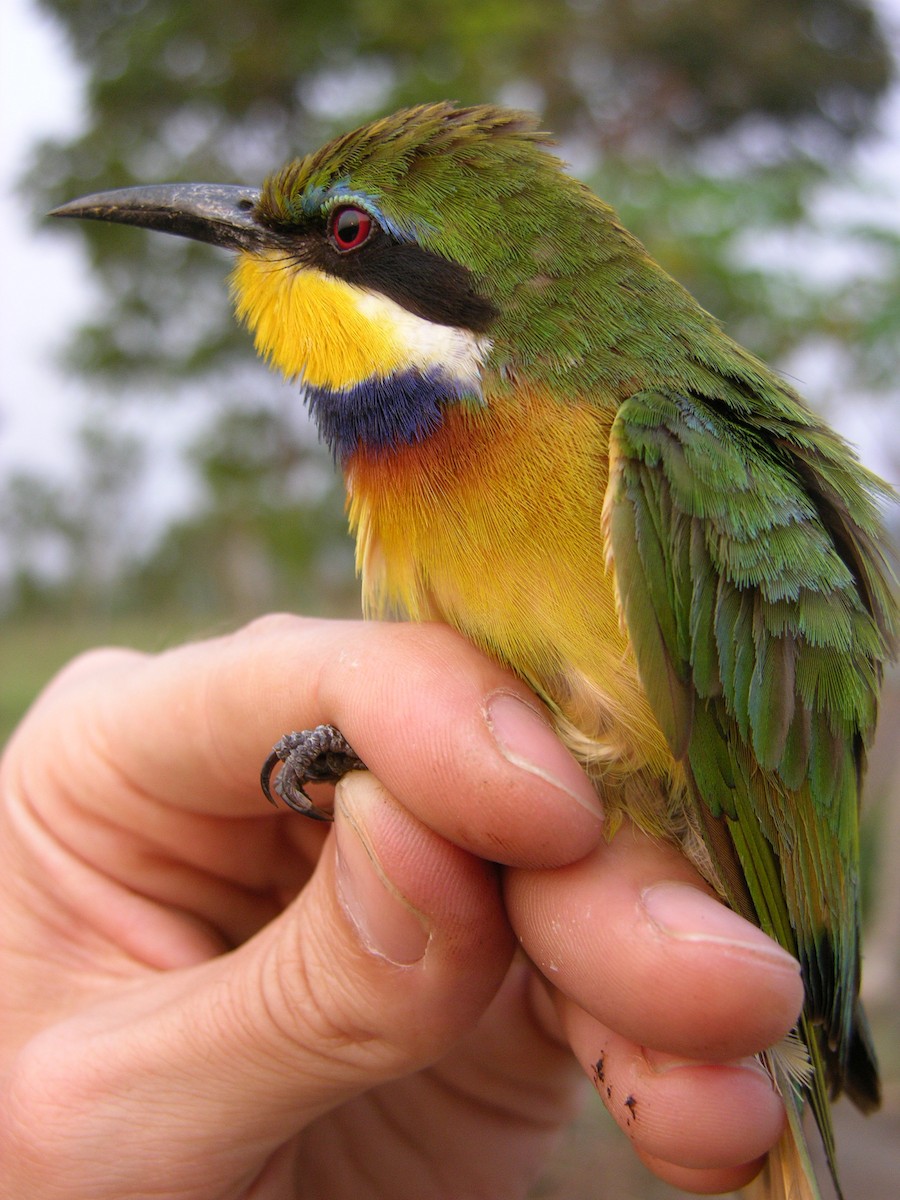 Blue-breasted Bee-eater - ML215822351