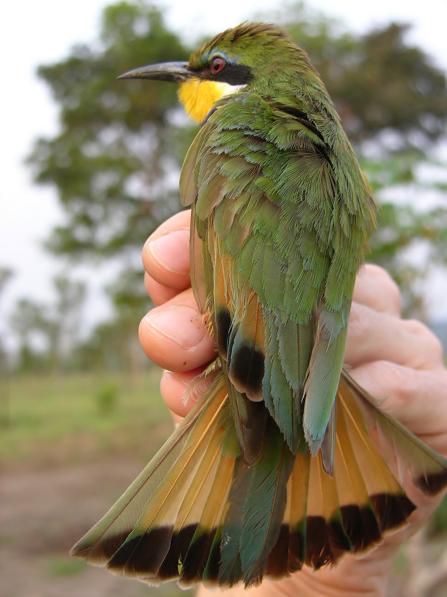 Blue-breasted Bee-eater - ML215822361