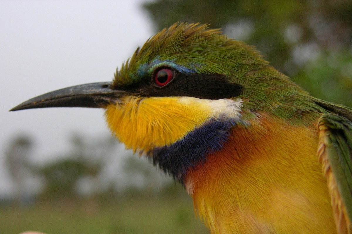 Blue-breasted Bee-eater - ML215822371