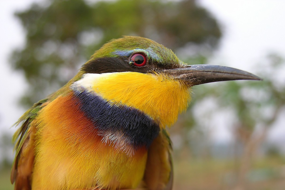 Blue-breasted Bee-eater - ML215822401