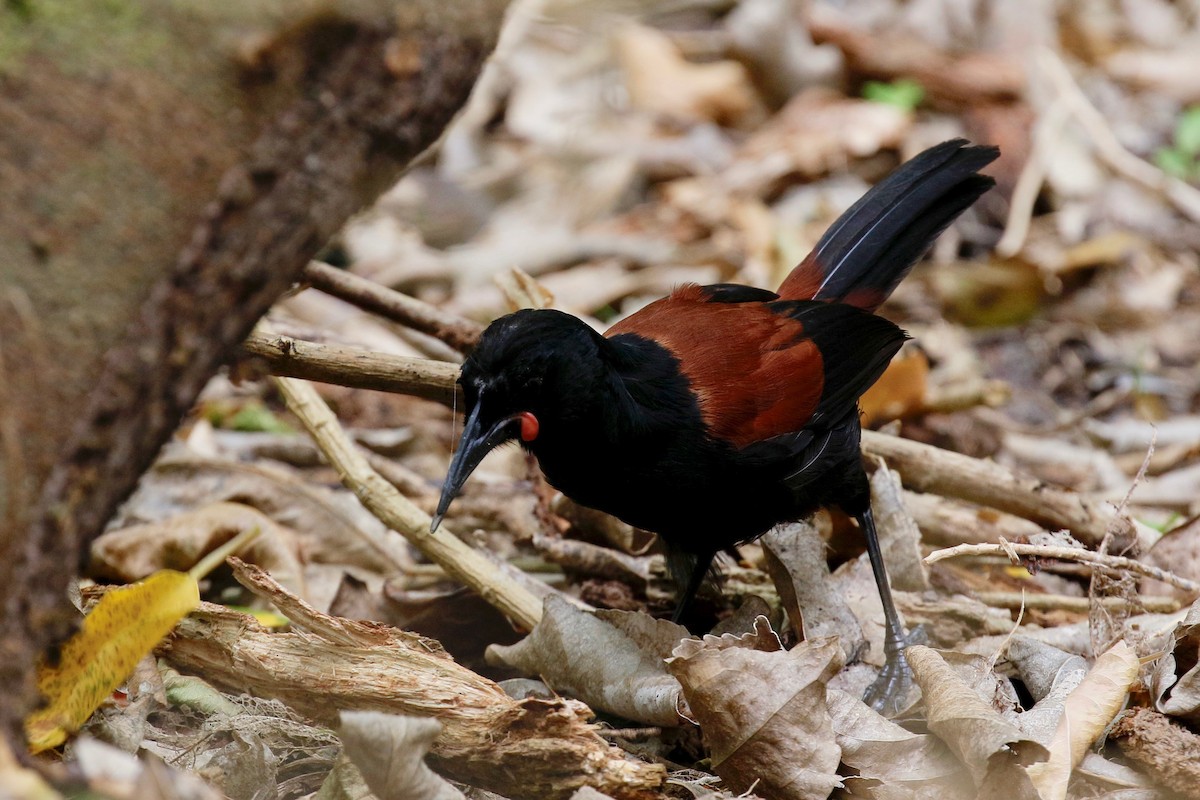 North Island Saddleback - Jan Andersson