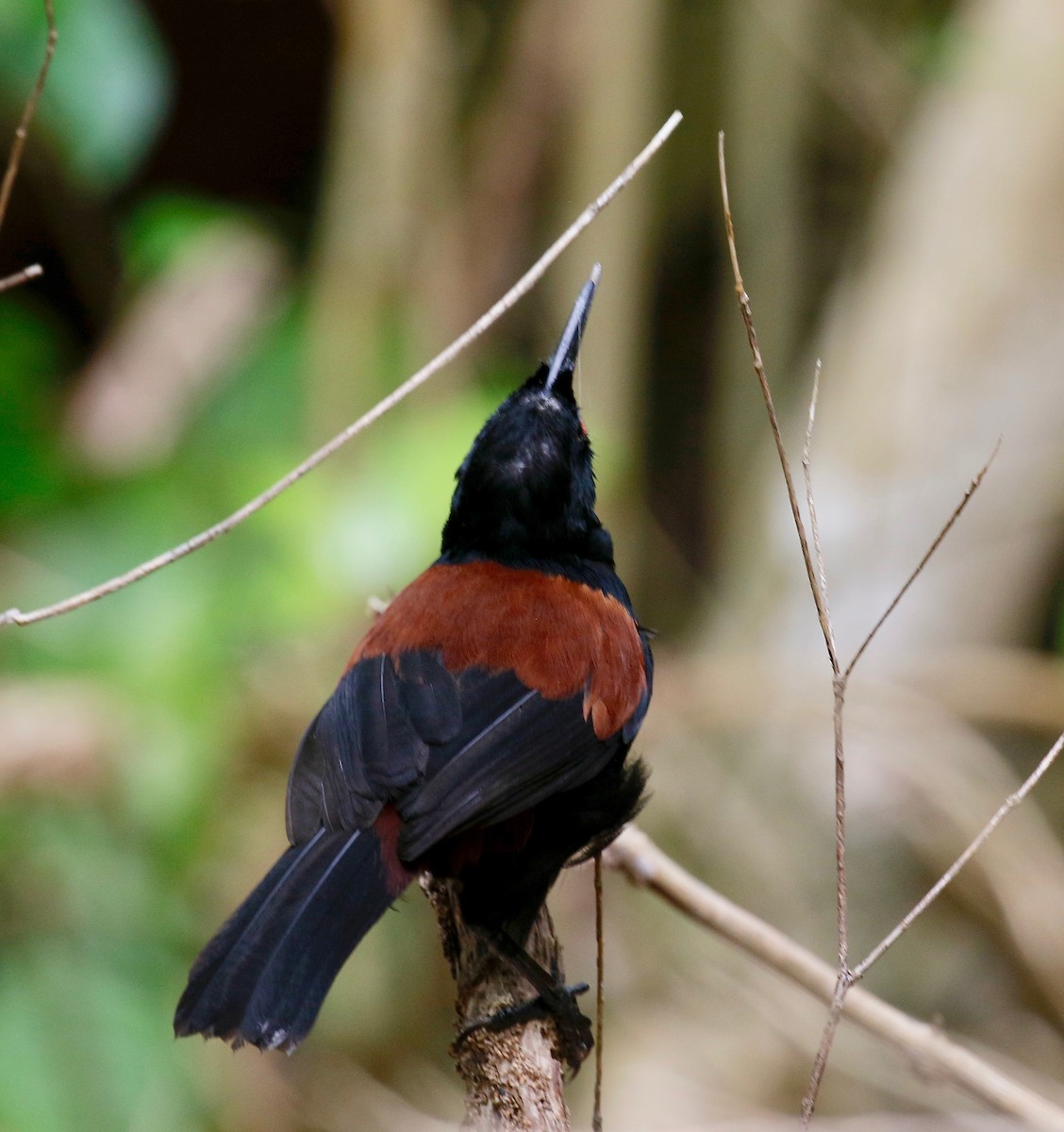 North Island Saddleback - Jan Andersson