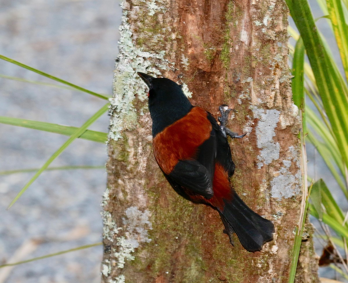 North Island Saddleback - Jan Andersson