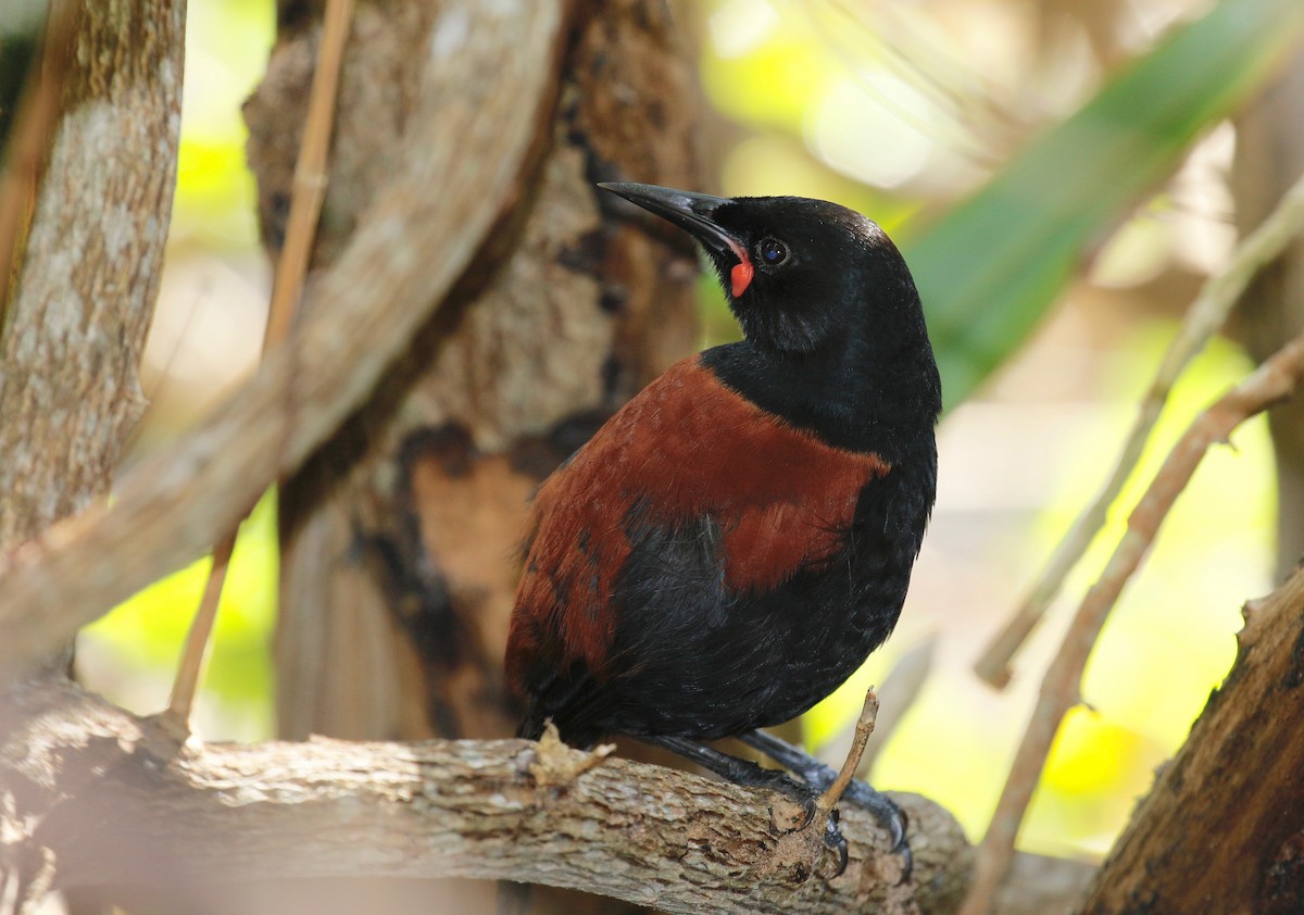 North Island Saddleback - Jan Andersson