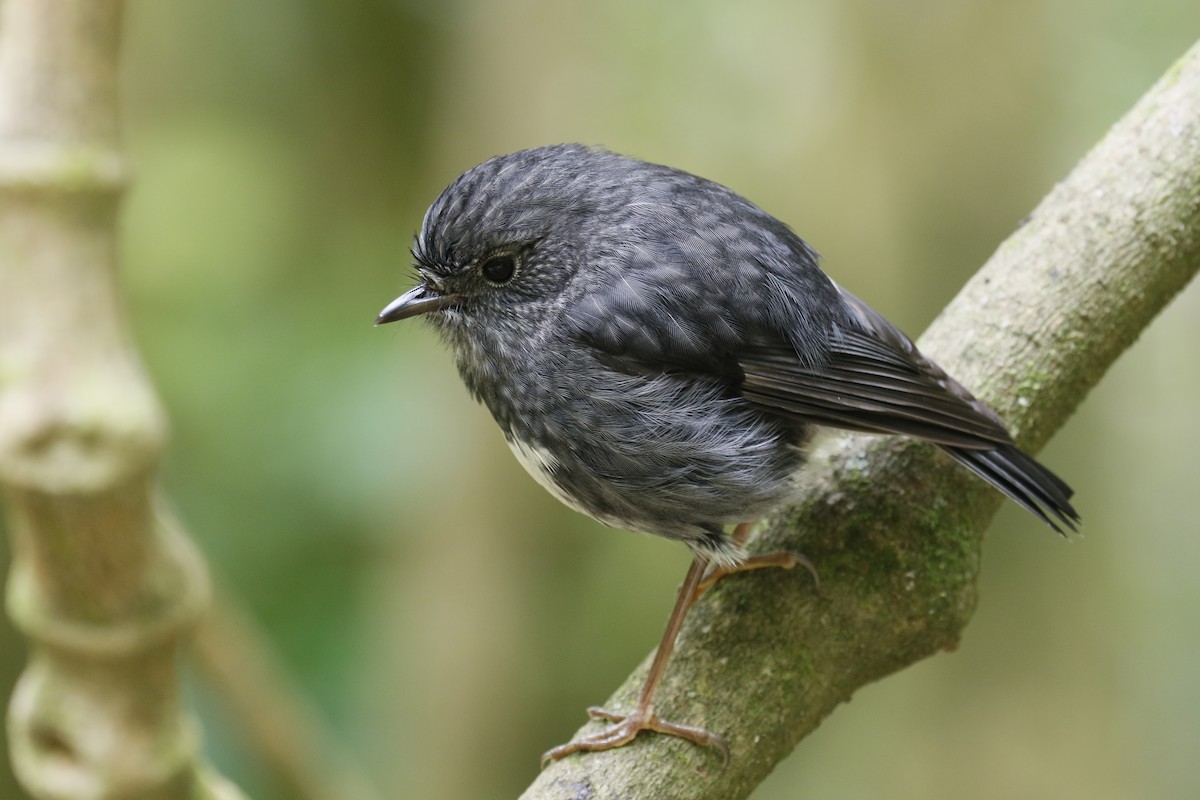 North Island Robin - Jan Andersson