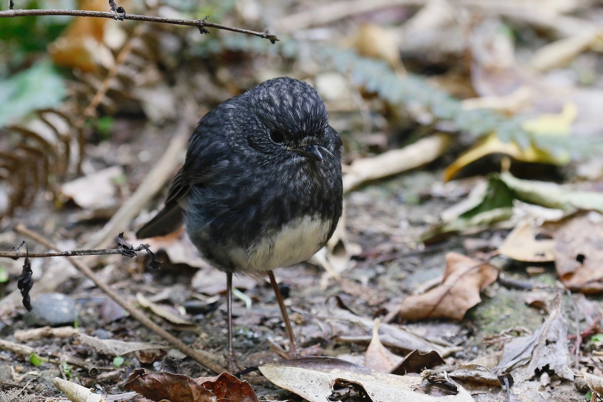 North Island Robin - Jan Andersson