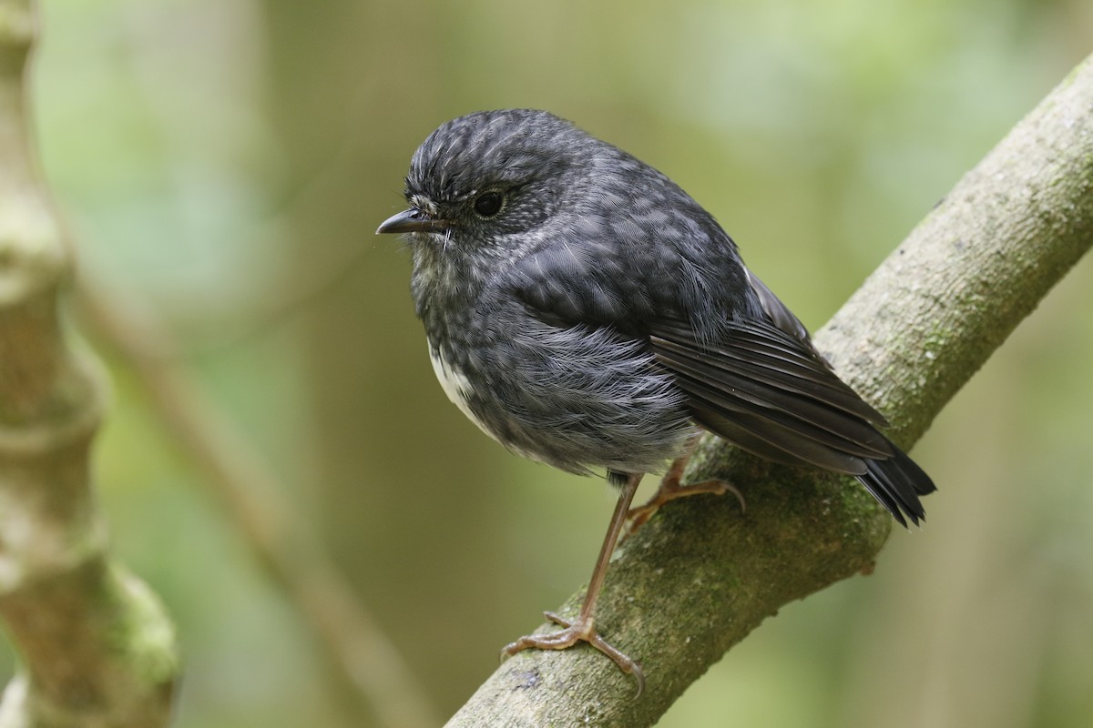 North Island Robin - Jan Andersson