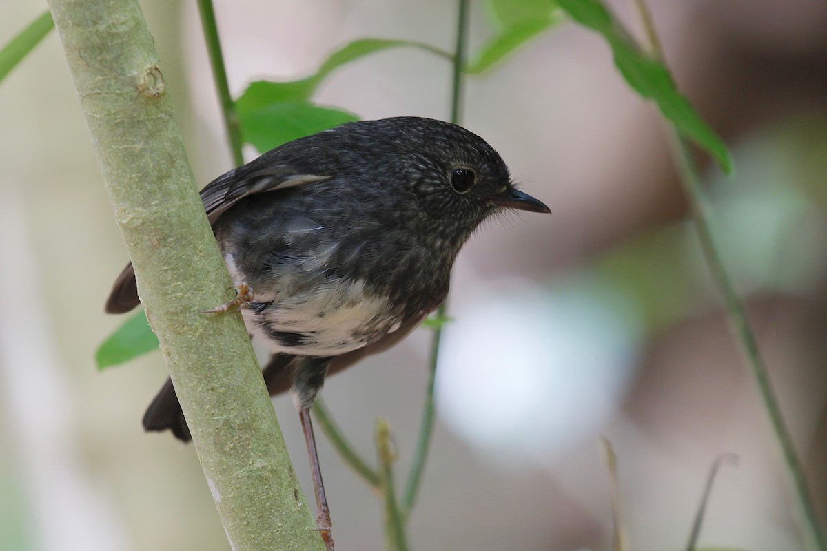 North Island Robin - Jan Andersson