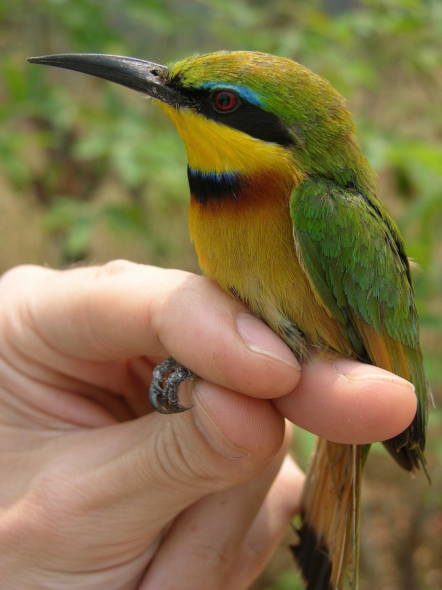 Little Bee-eater - ML215823161