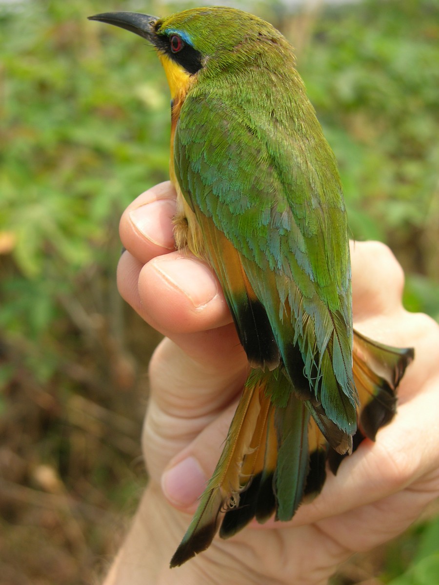 Little Bee-eater - ML215823181