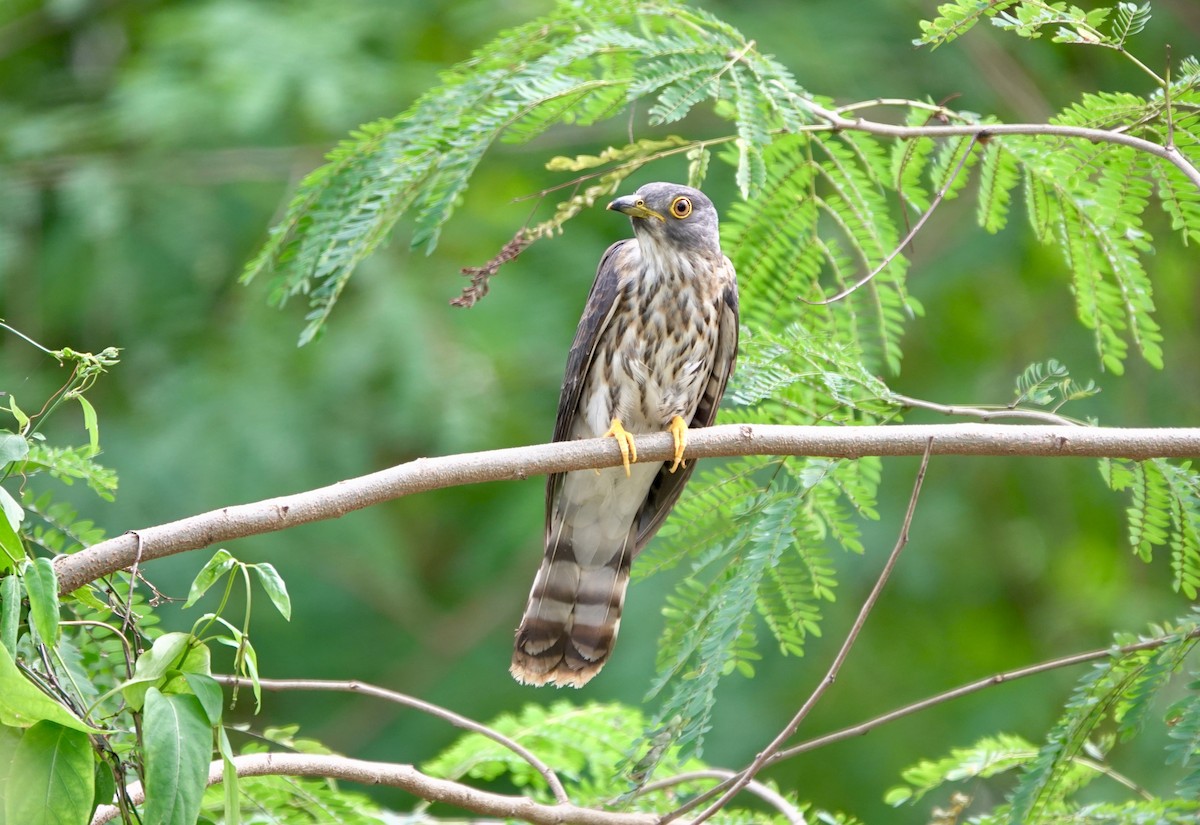 Malaysian Hawk-Cuckoo - ML215823741