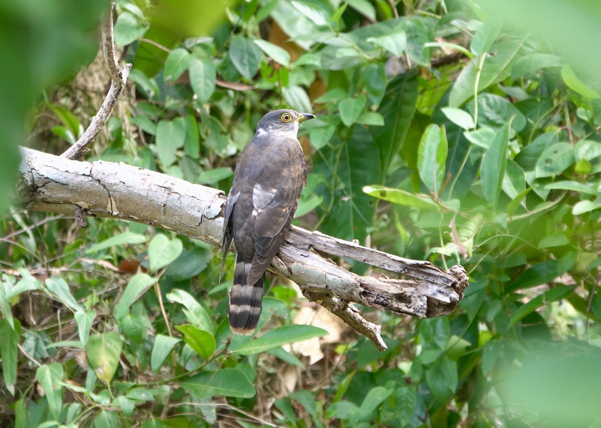 Malaysian Hawk-Cuckoo - ML215823771