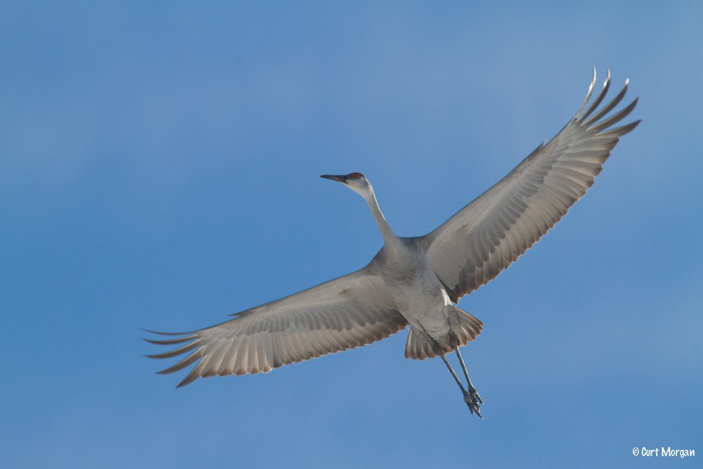 Sandhill Crane - ML21582391