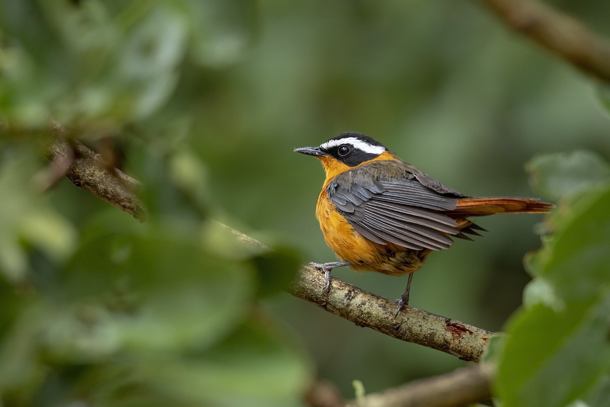 White-browed Robin-Chat - Niall D Perrins