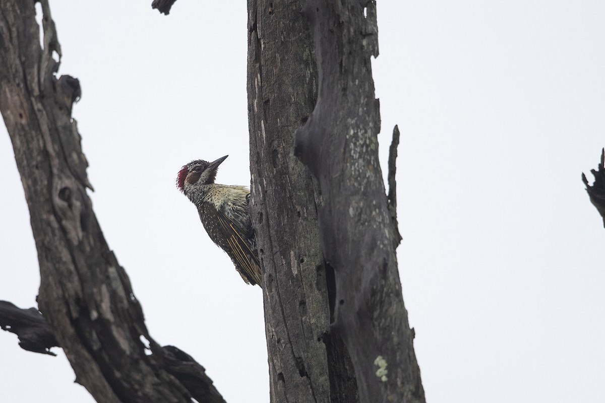 Bennett's Woodpecker - ML215824671