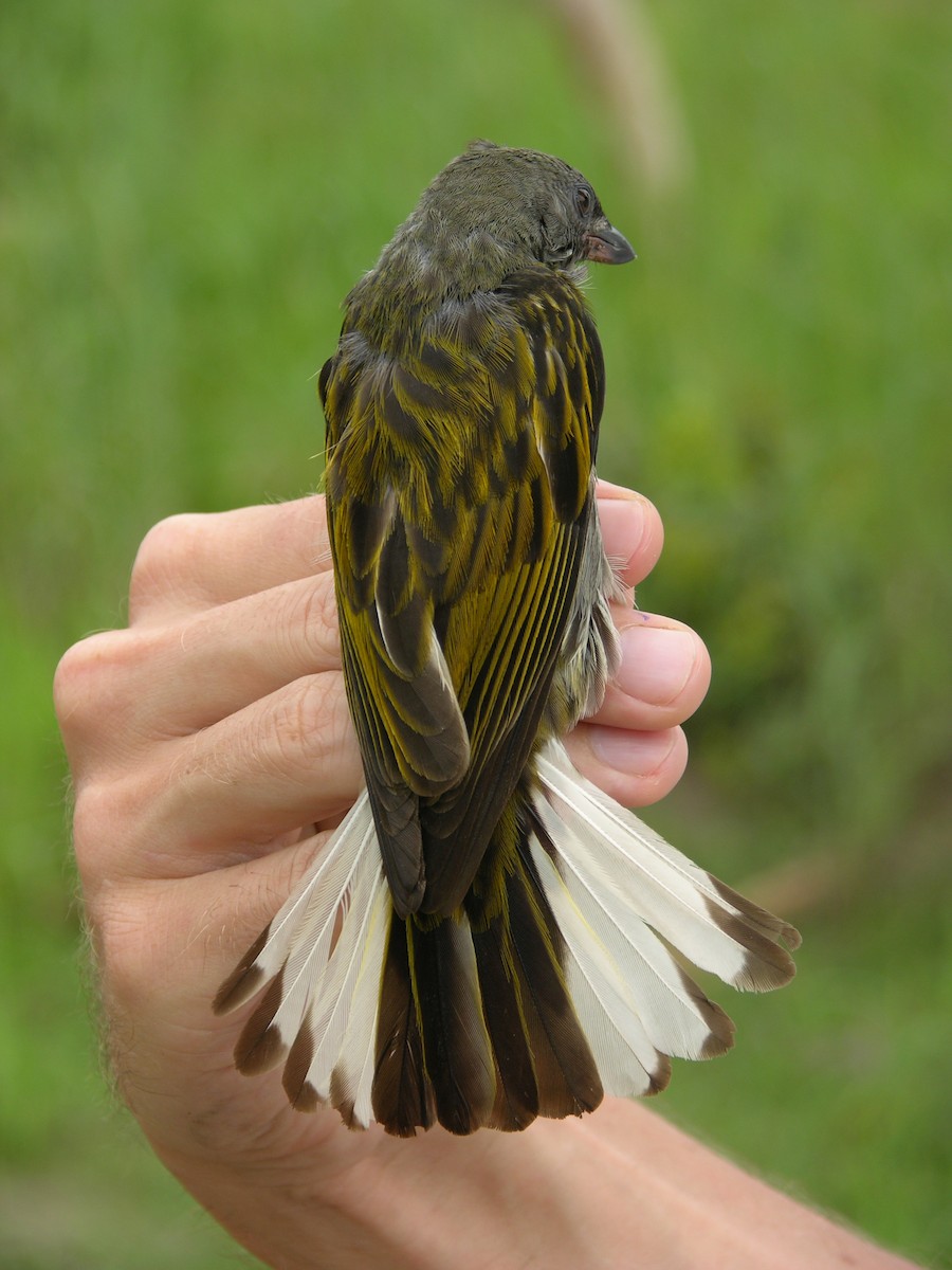 Lesser Honeyguide (Thick-billed) - Tony King