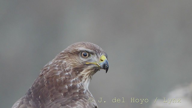 Common Buzzard - ML215825371