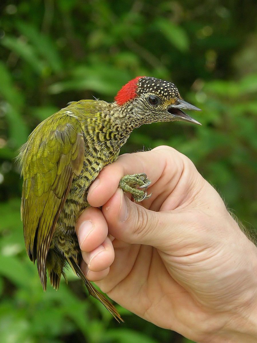 Green-backed Woodpecker - Tony King