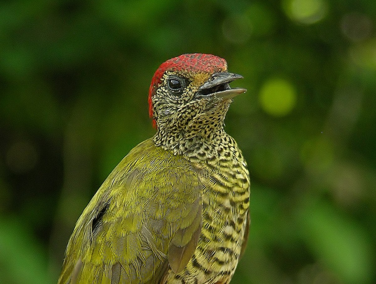 Green-backed Woodpecker - Tony King