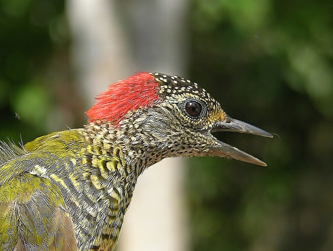 Green-backed Woodpecker - Tony King