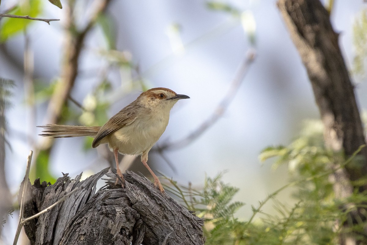 Tinkling Cisticola - Niall D Perrins