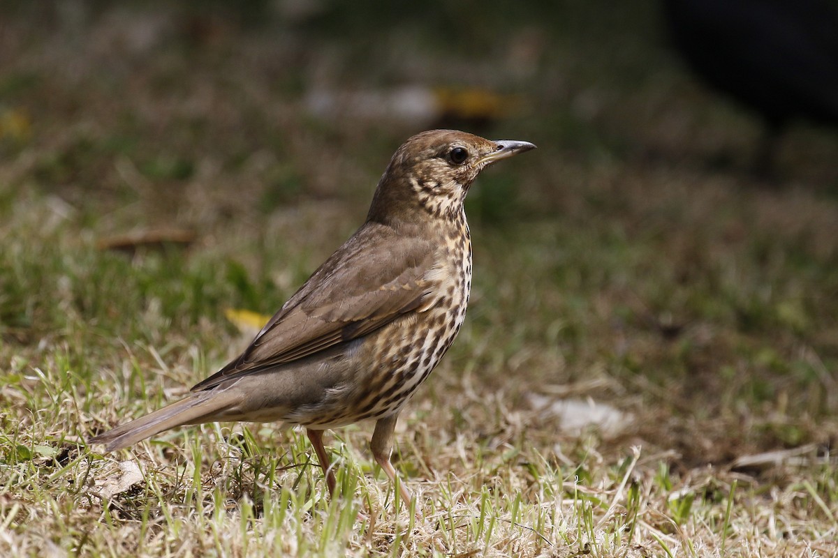 Song Thrush - ML215826851