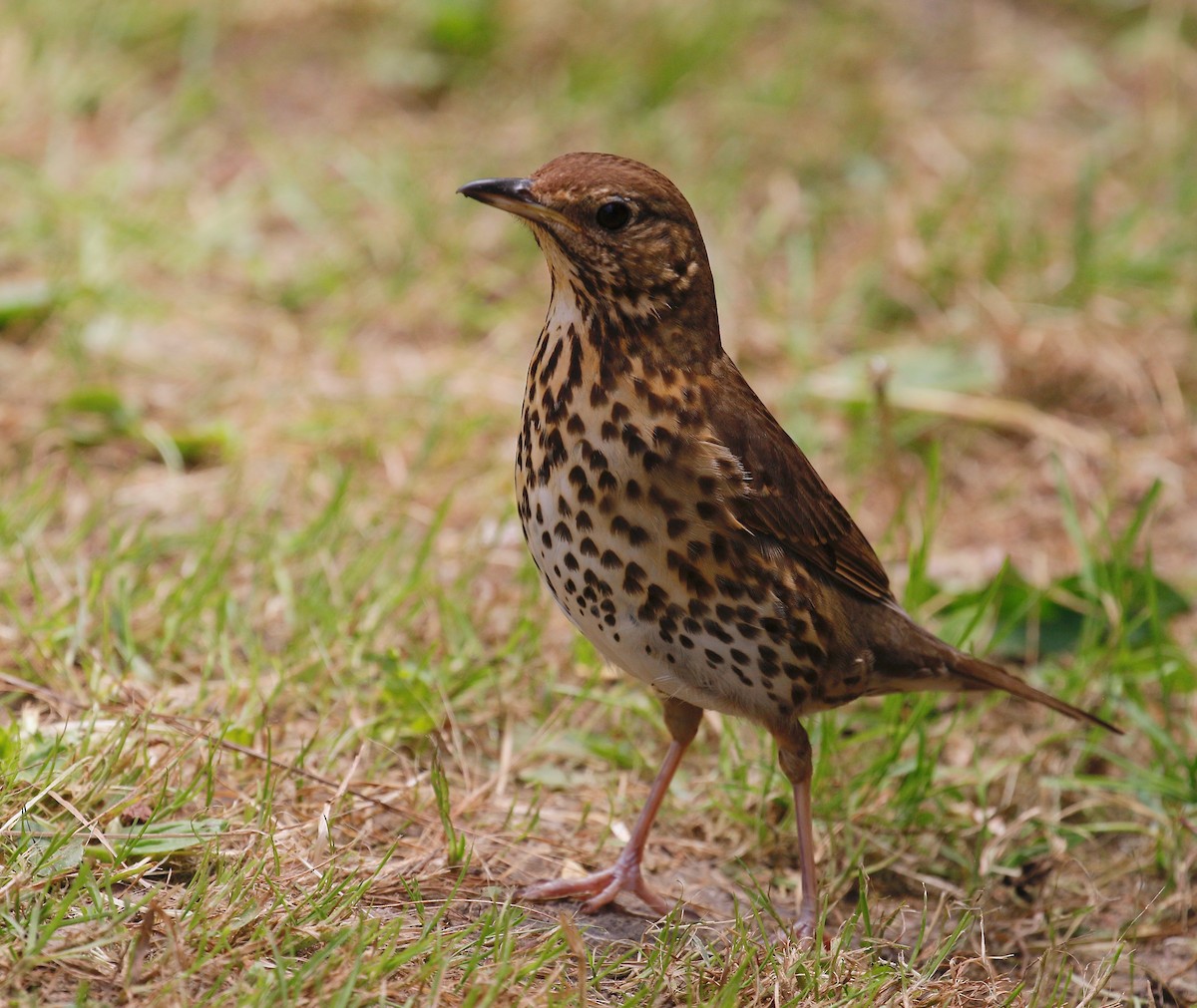 Song Thrush - Jan Andersson