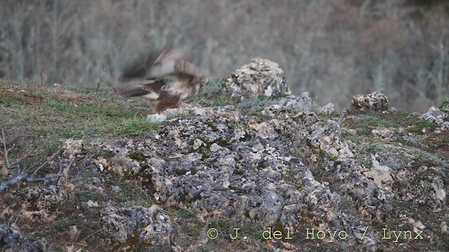 Common Buzzard - ML215827911