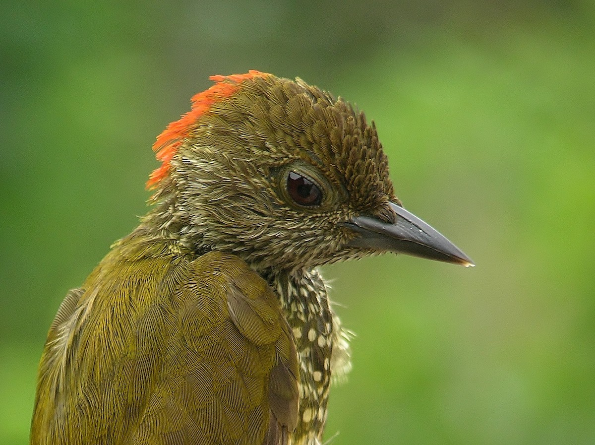 Buff-spotted Woodpecker - Tony King