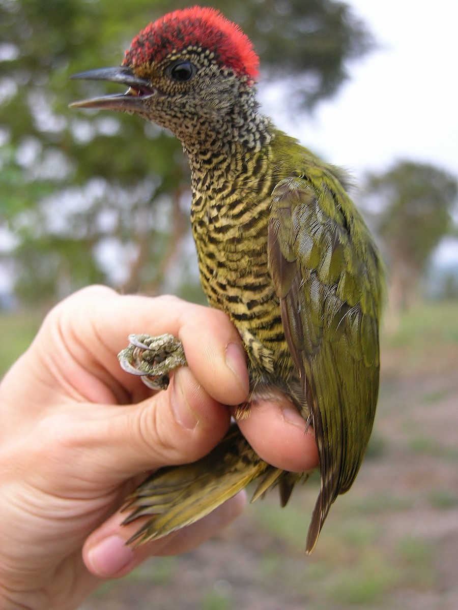 Green-backed Woodpecker - Tony King