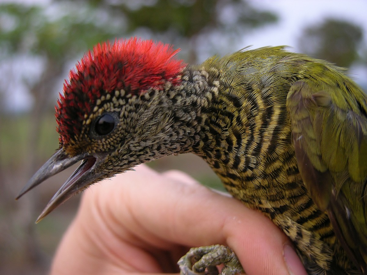 Green-backed Woodpecker - Tony King