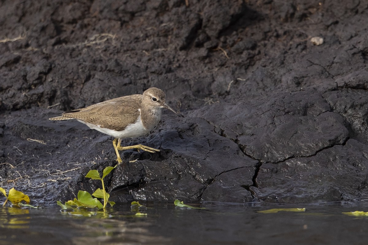 Common Sandpiper - Niall D Perrins