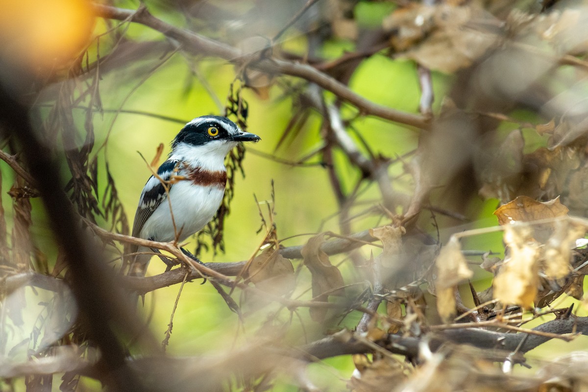 Eastern Black-headed Batis - Raphaël Nussbaumer