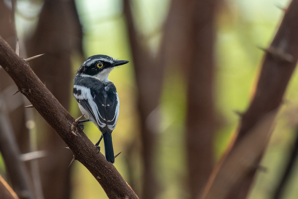 Eastern Black-headed Batis - Raphaël Nussbaumer