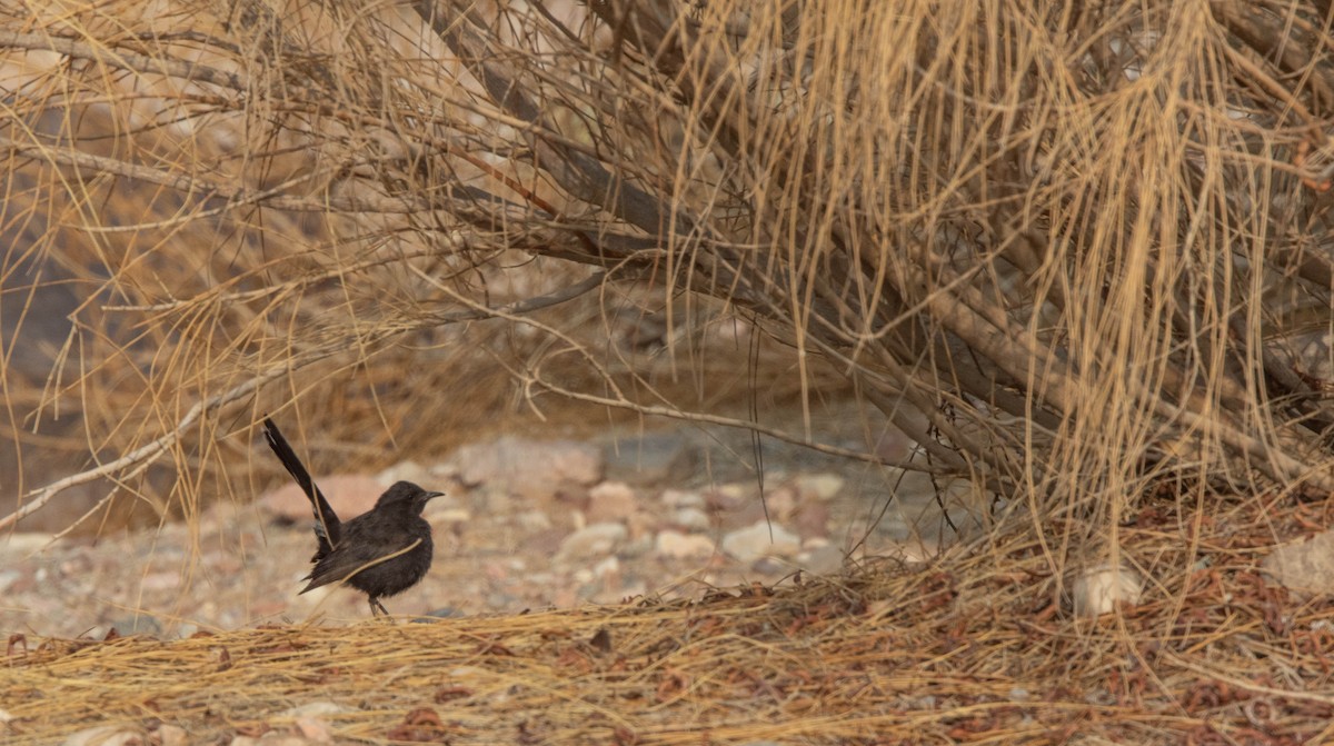 Black Scrub-Robin - Veikko Salo