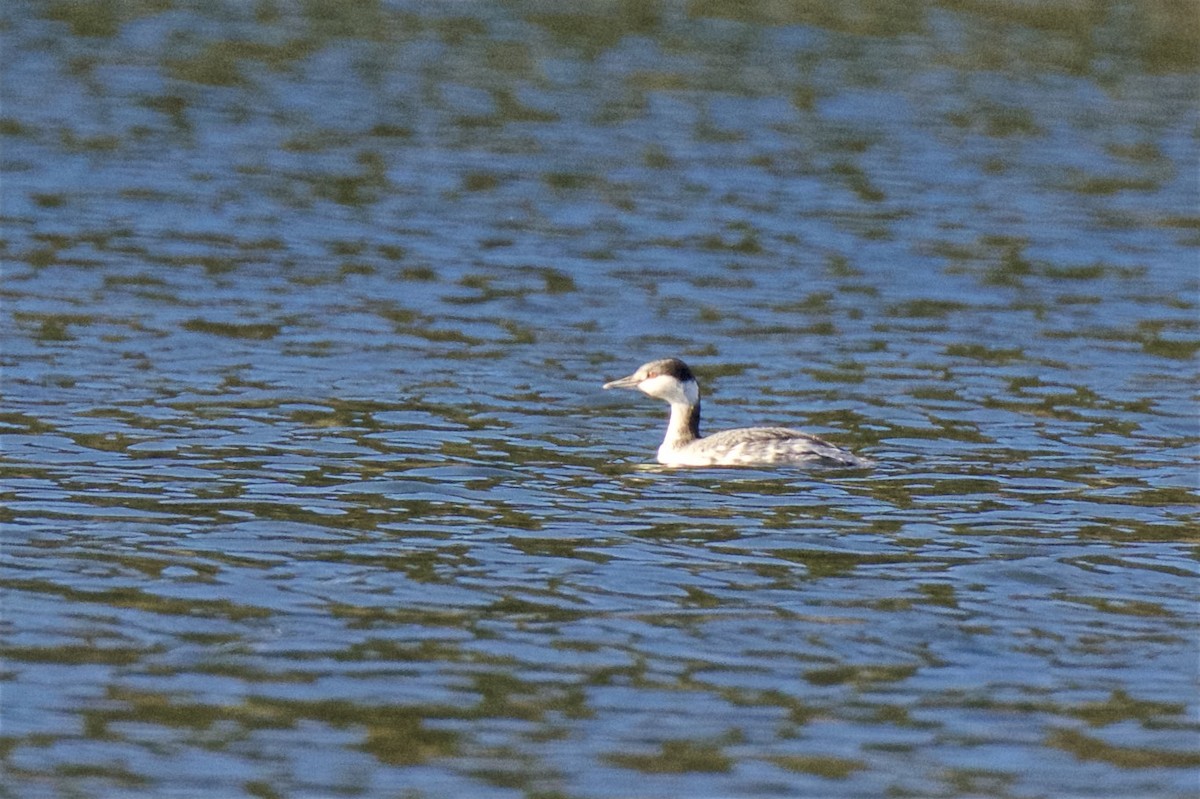 Horned Grebe - ML21583161