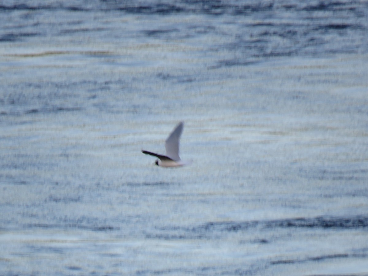 Mouette pygmée - ML215832431