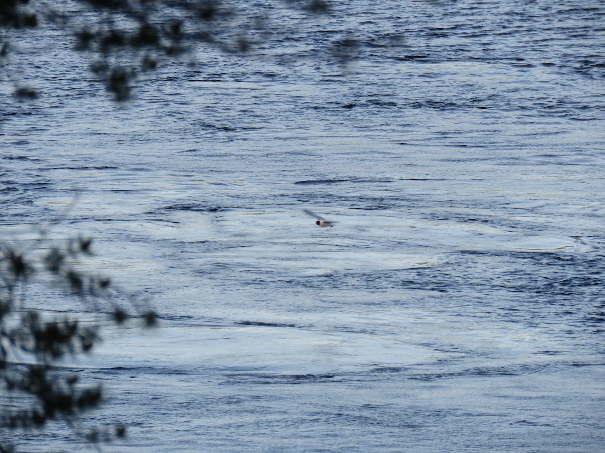 Mouette pygmée - ML215832451