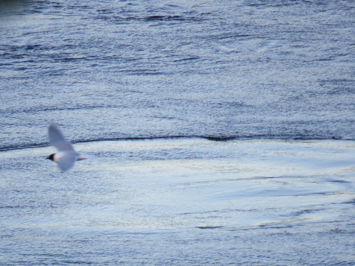 Mouette pygmée - ML215832471