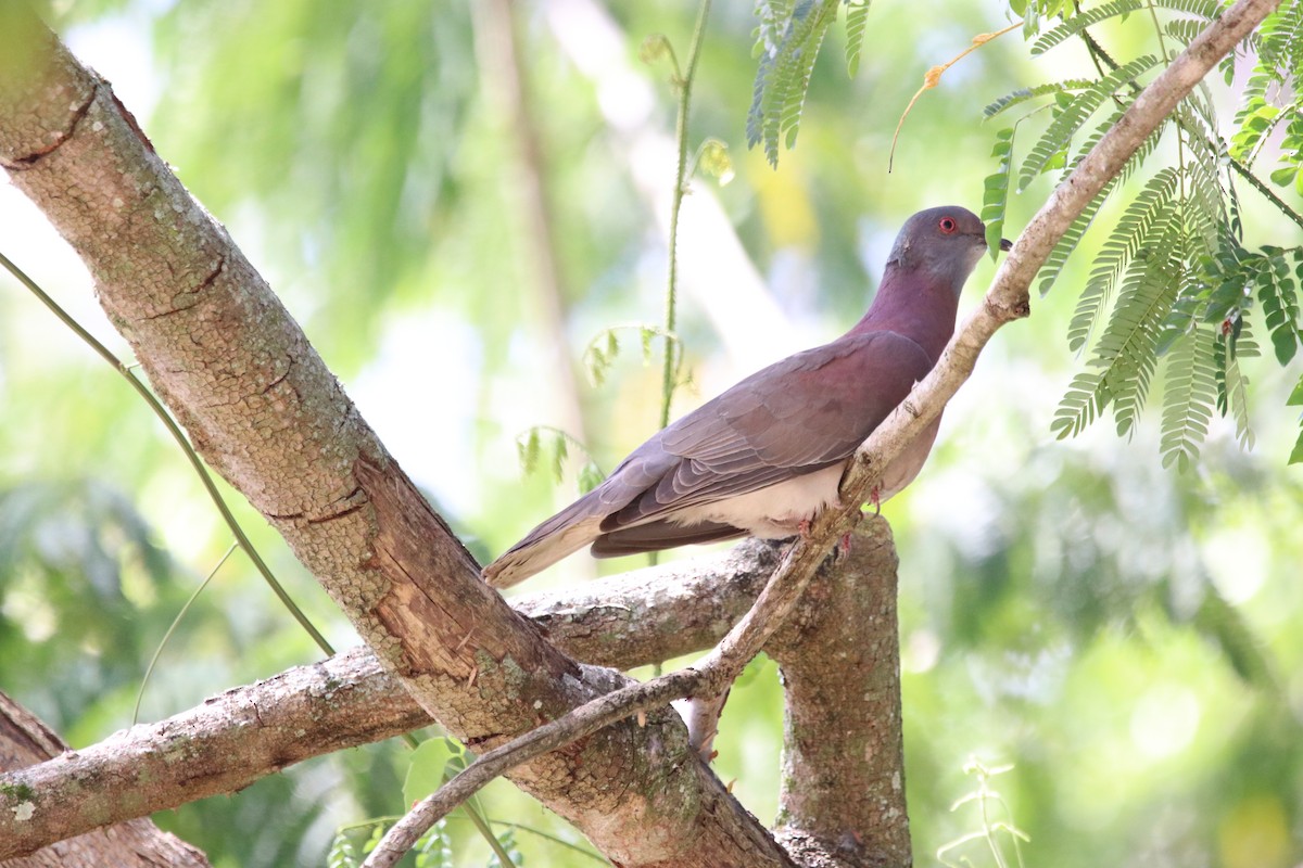 Pale-vented Pigeon - Leslie Penner