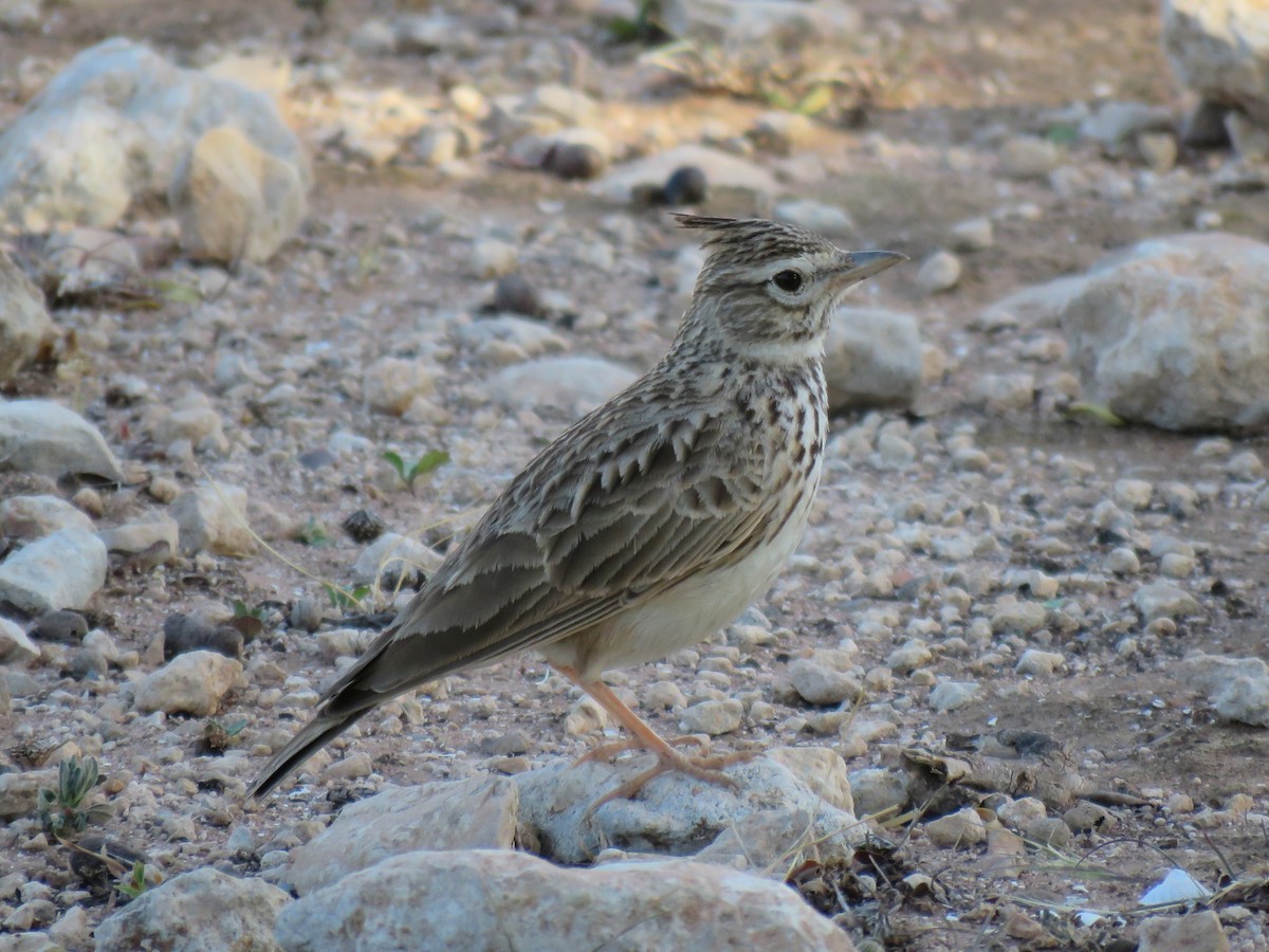 Thekla's Lark - Antonio Xeira