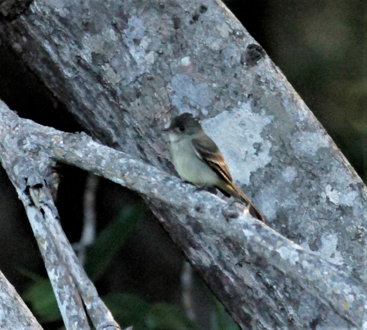 Northern Tropical Pewee - ML215833541