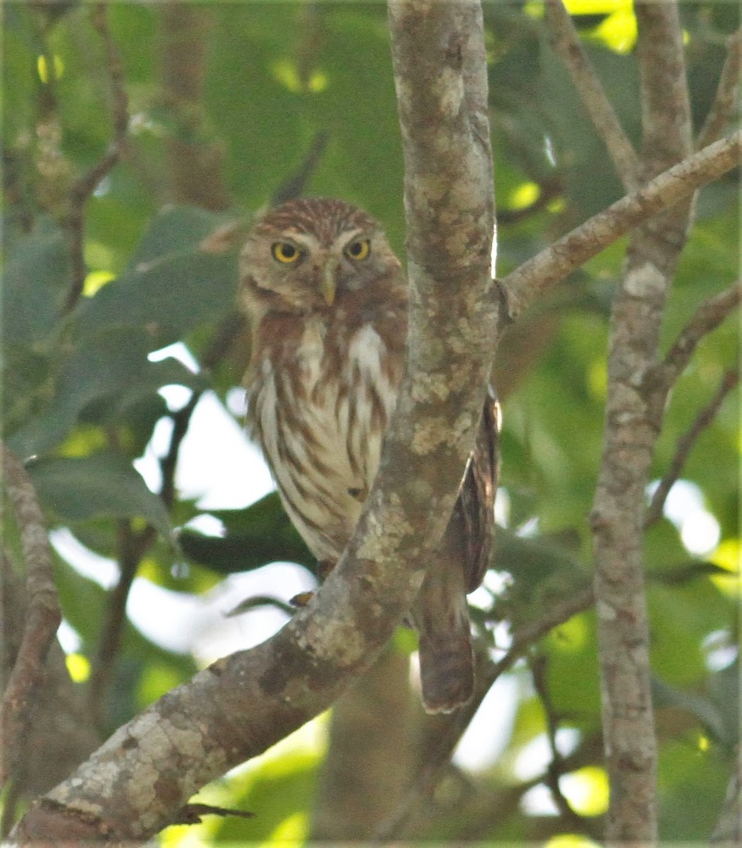 Ferruginous Pygmy-Owl - ML215834301
