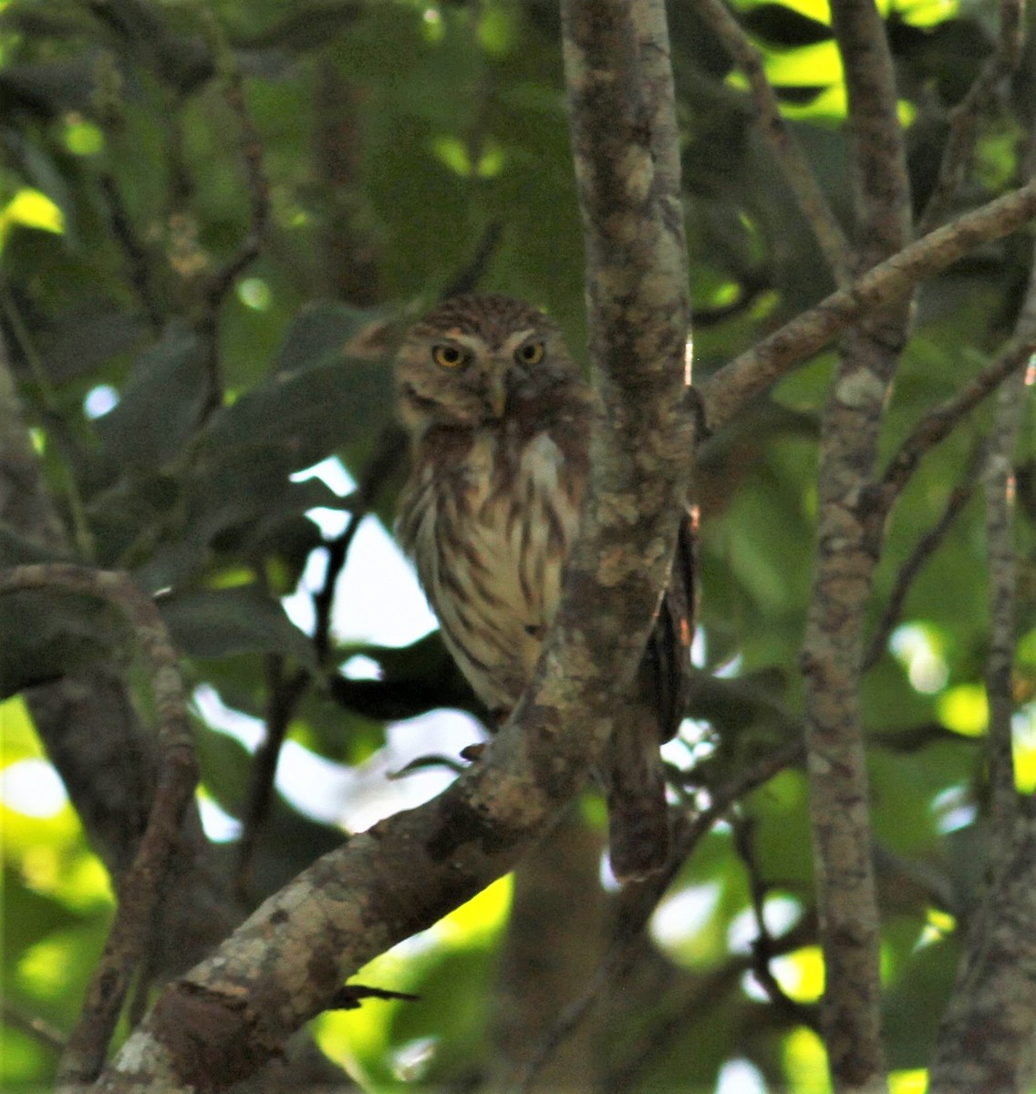 Ferruginous Pygmy-Owl - ML215834311