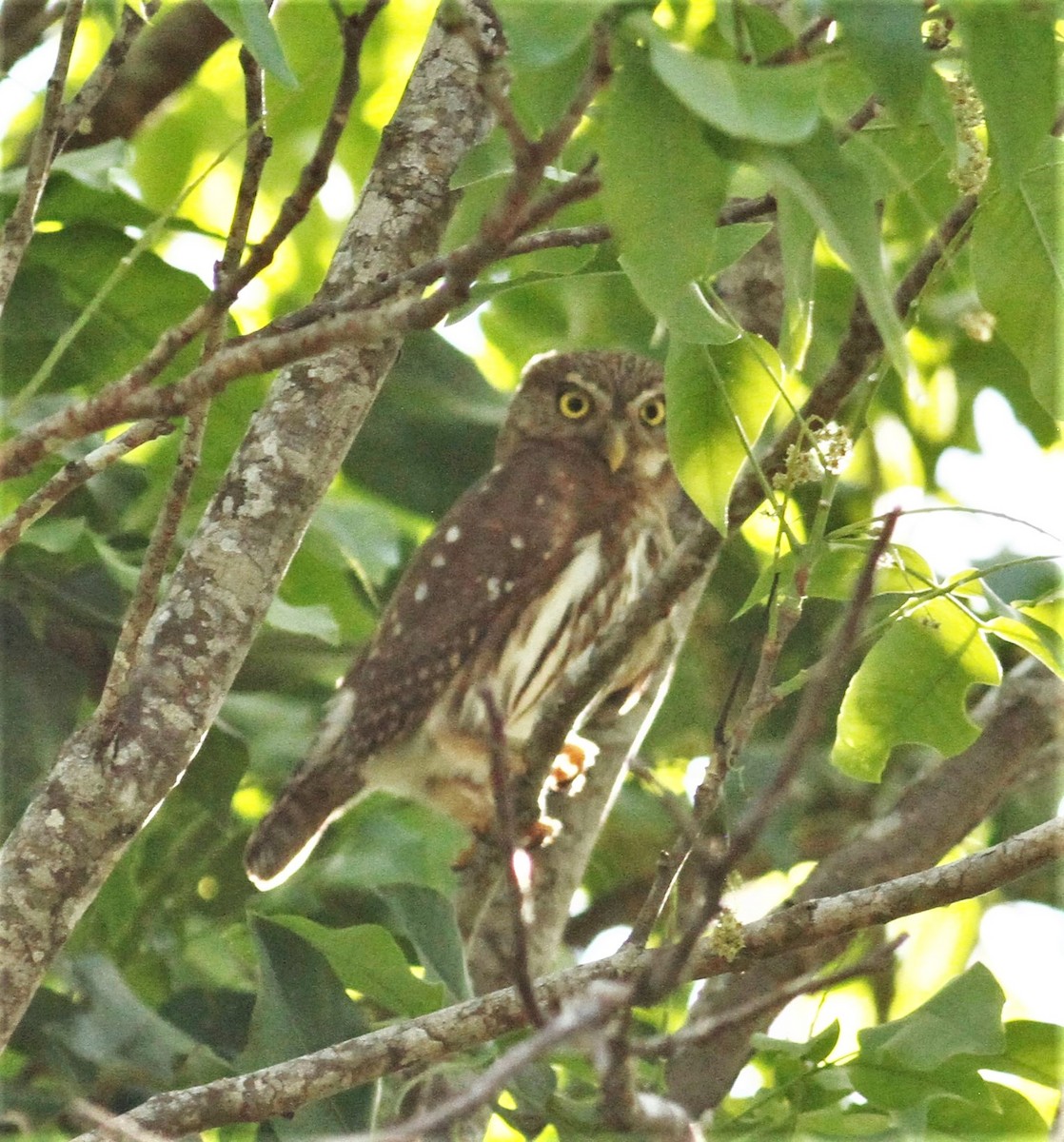 Ferruginous Pygmy-Owl - ML215834321