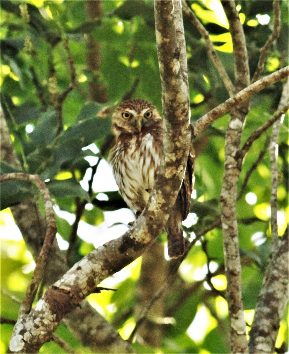 Ferruginous Pygmy-Owl - James Sherwonit