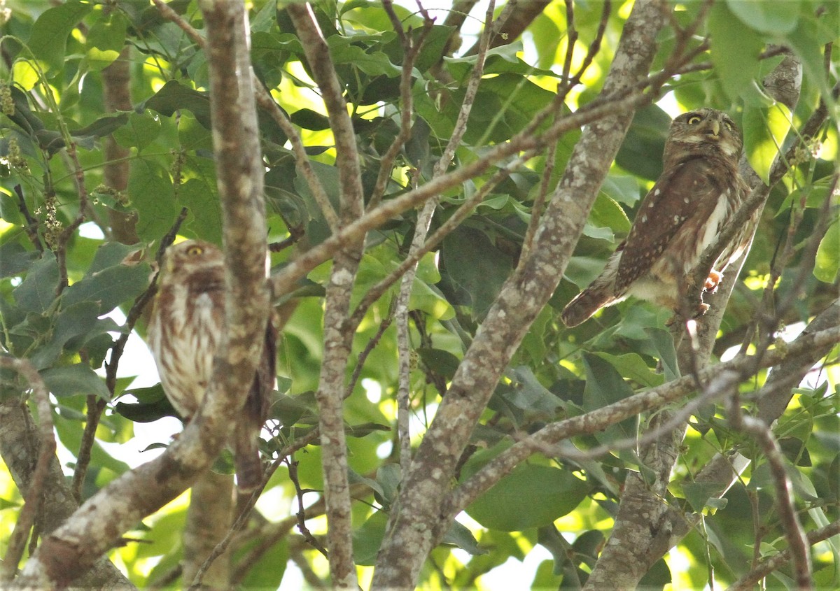 Ferruginous Pygmy-Owl - ML215834351