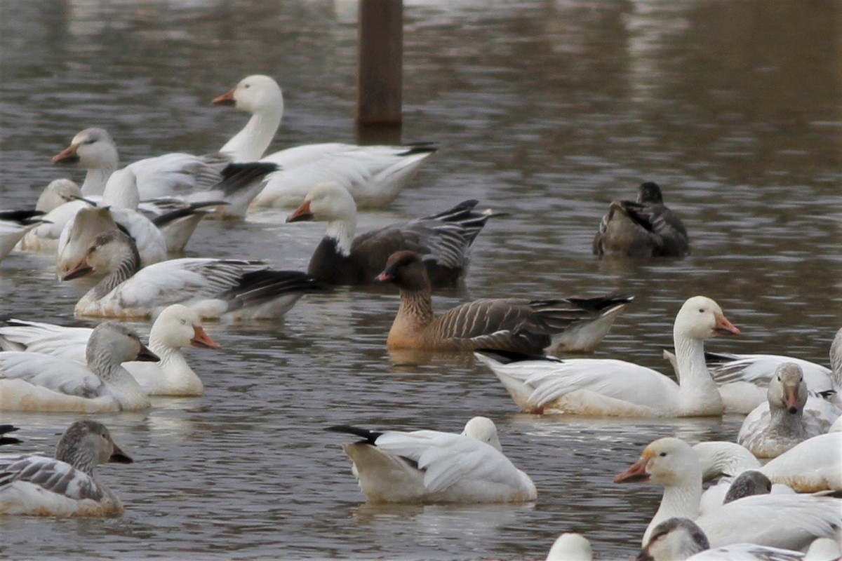 Pink-footed Goose - ML215835171