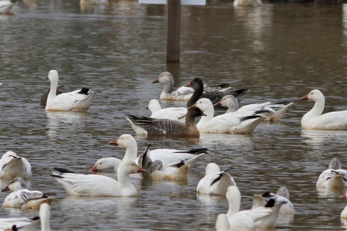 Pink-footed Goose - ML215835181